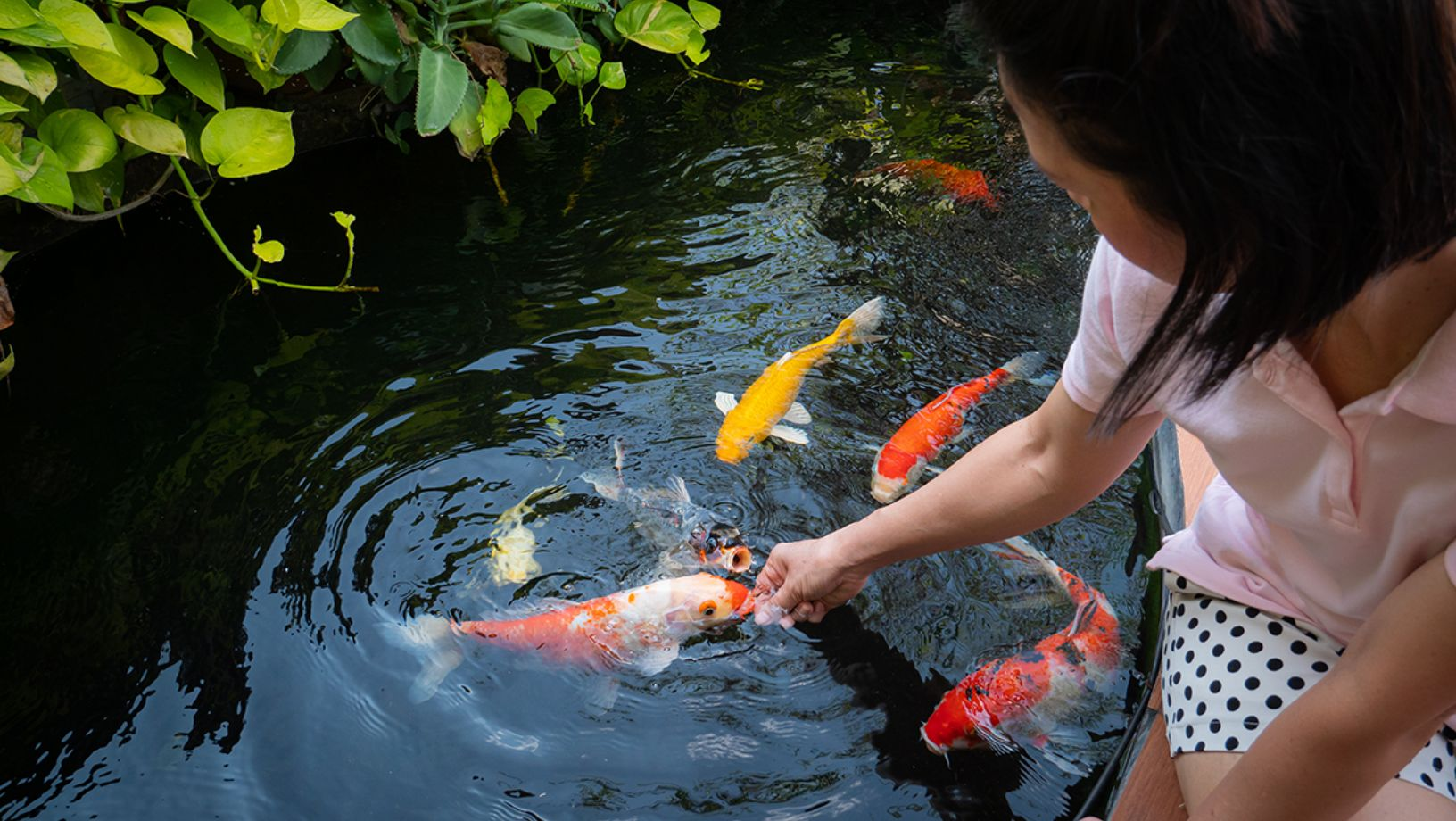 What to look for when buying a Koi fish